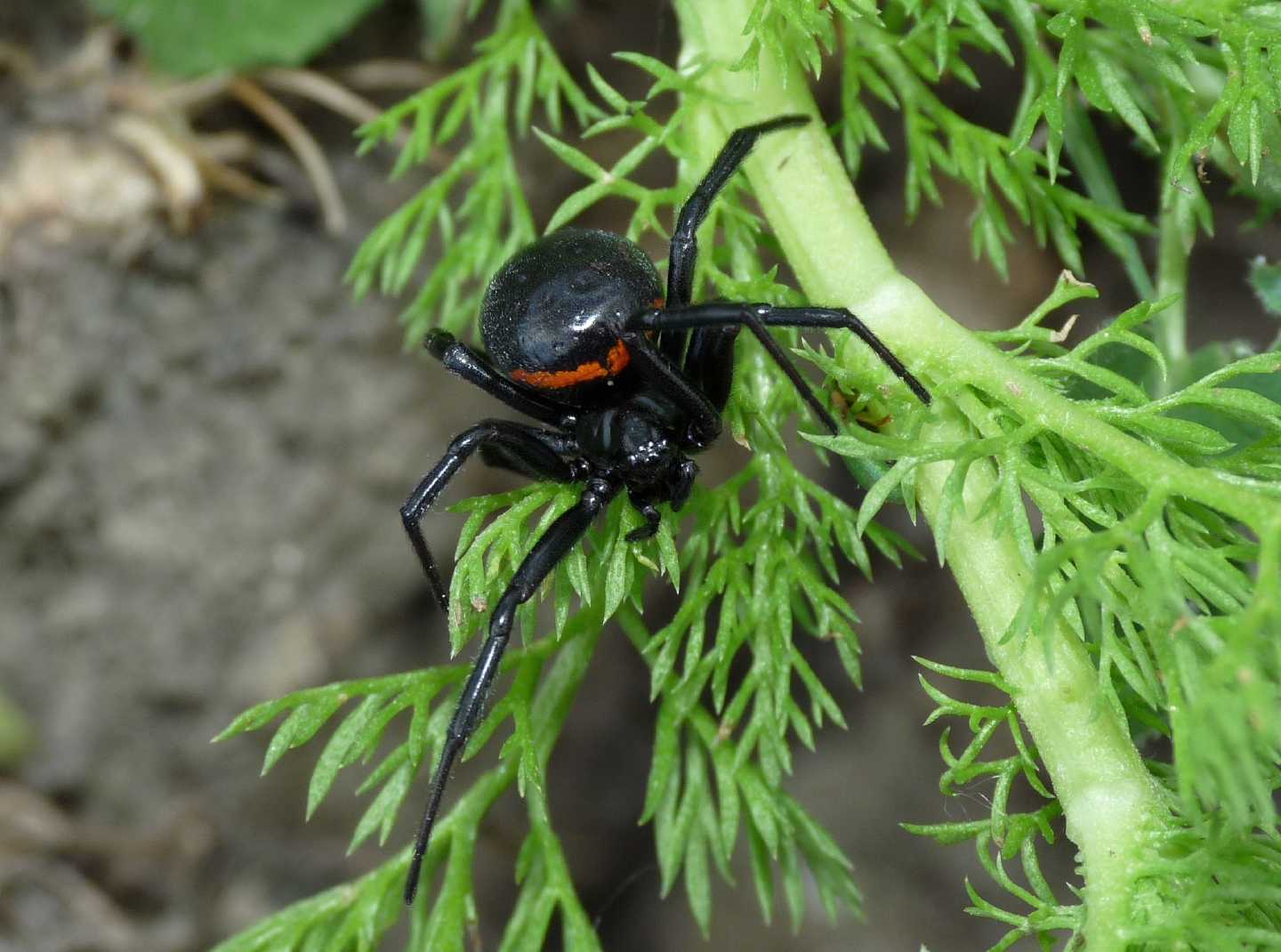 Steatoda paykulliana